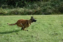 比利时这个笨蛋