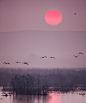 Photograph Morning Flight by Hans Kruse on 500px