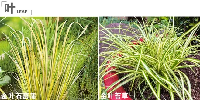左：金叶石菖蒲，叶单侧有绿色条纹 右：金叶苔草，叶两侧都有绿色条纹-花瓣网