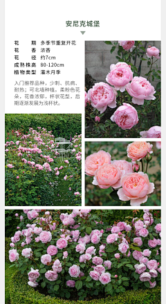 星野沙希采集到花卉氛围参考