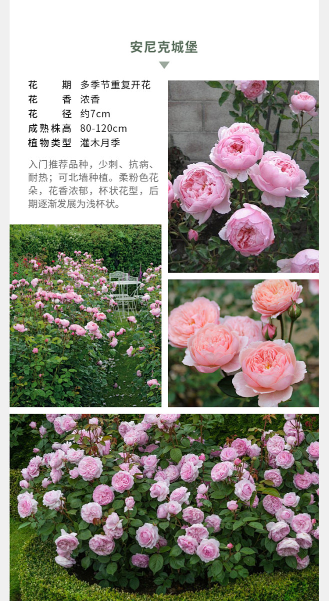 海蒂的花园 天方夜谭果汁阳台杏仁饼马车姐妹等海妈家勤花月季苗-淘宝网