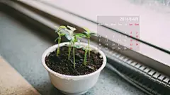 2016年4月盆栽日历桌面壁纸