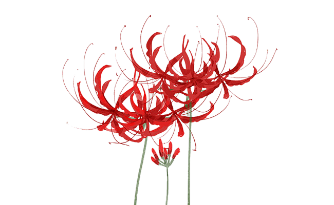 彼岸花 3