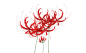 彼岸花 3
