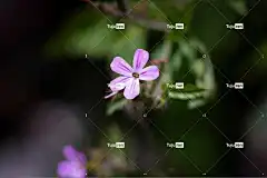小知更鸟 花 植物 天竺葵 粉红色的花 花壁纸 花卉背景 花瓣