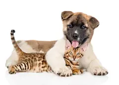 点击来源直接获取大图文件 |秋田犬幼犬拥抱孟加拉小猫。白色背景孤立