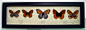 Real Framed Butterflies