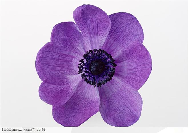 花卉造型-紫色的花朵
