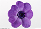 花卉造型-紫色的花朵