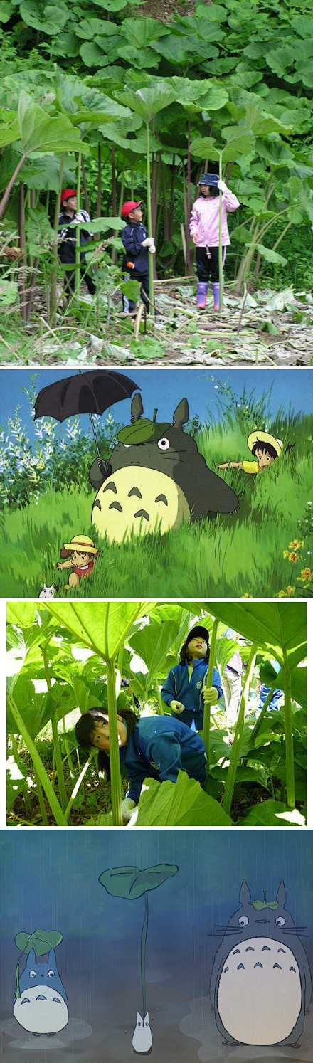 龙猫手里的那片叶子竟然真的存在北海道足寄町产的秋田蕗进入收割期4