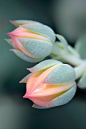 ~~Desert Rose by Sylvan~~ | Flowers ������ Breathtaking