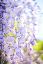 Wisteria