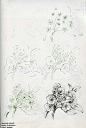 【图谱】——50种花朵绘画图解（二）。