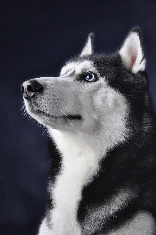 坚定的小眼神只为找对最爱我的小主人