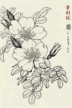 白描花卉百花集