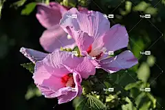 芙蓉 棉花糖 锦葵 开花 花 粉色的 花壁纸 植物 粉红色的花