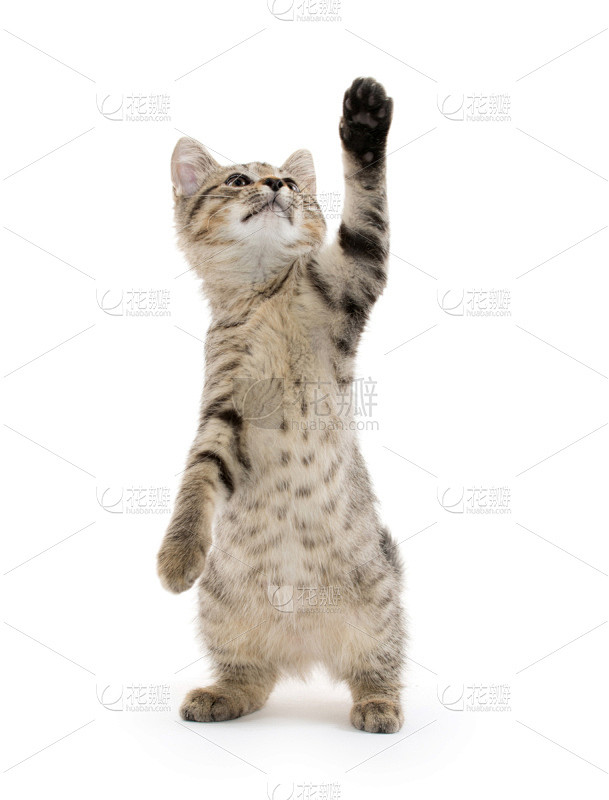 可爱的,小猫,斑纹猫,垂直画幅,动物扑击,嬉戏的,猫科动物,爪子,白色背景,动物身体部位图片_猫咪图片素材-花瓣网