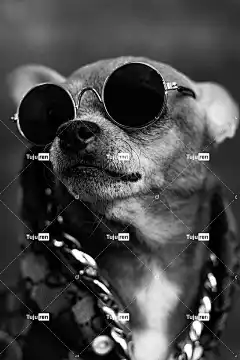 狗 美丽的壁纸 宠物 犬类 黑和白 动物 背景 自然 拍照片
