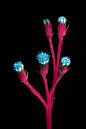 美国摄影师 Craig Burrows 使用紫外线诱导的可见荧光摄影技术拍摄出的花朵植物