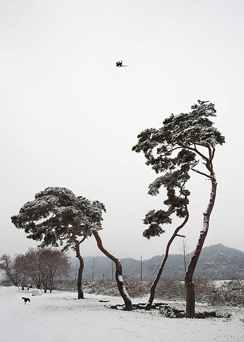 “western juniper”的图片...