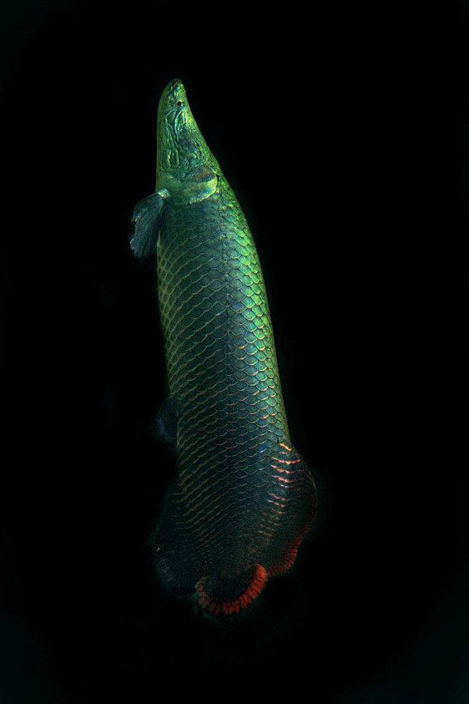 骨舌鱼目巨骨滑舌鱼