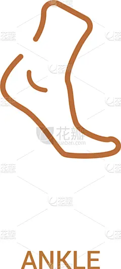 踝,计算机图标,概念,成一排,简单,两个物体,白色,轮廓,健康保健