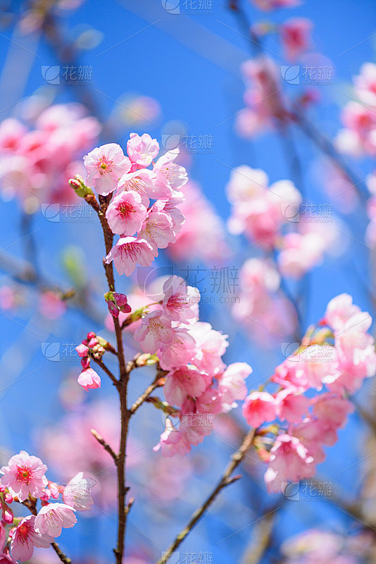美丽的粉红色樱花或樱花盛开在蓝天上的自然...