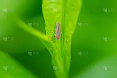 Versute神枪手攻击Leaf