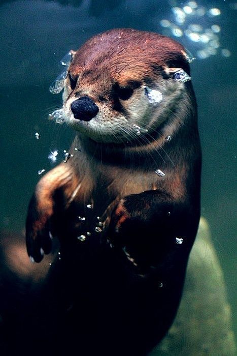 otter | Artists that...