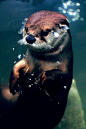 otter | Artists that inspire