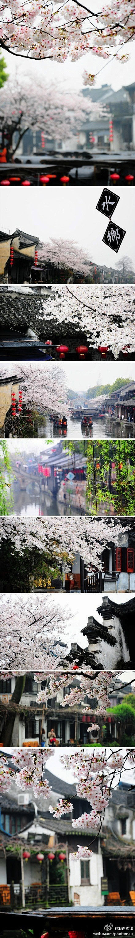 [烟雨西塘，追寻这一季的樱花雨] 