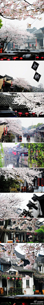 [烟雨西塘，追寻这一季的樱花雨] 