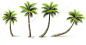 棕榈树PNG