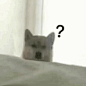 狗狗问号表情包