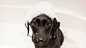 Best-Natural-Dog-Shampoo-900x500.jpg (900×500)