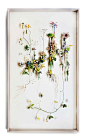花草画作，使用纸花和干燥了的树枝，用图钉将他们拼凑和构成。丨来自荷兰艺术家Anne Ten Donkelaar。