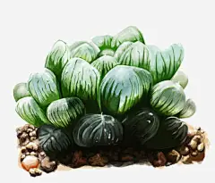 手绘绿色多肉植物高清素材 手绘 植物 水墨绿 绿色 装饰 免抠png 设计图片 免费下载