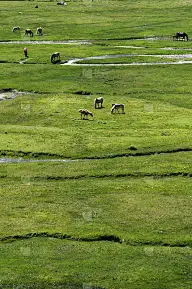 草原风光