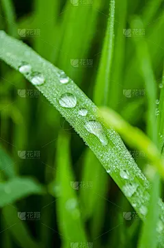 春夏季以草地和大自然的绿色为背景