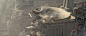 组图 Detail