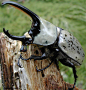 rhamphotheca: frumpytaco: Western hercules beetle, Dynastes...