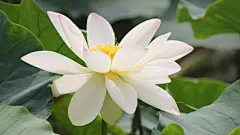 莲花特写电脑桌面壁纸