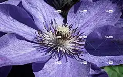 铁线莲 履带板 盛开 花园 美丽的花朵 花 美丽的 花壁纸