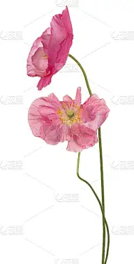 花孤立