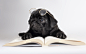 狗黑色帕格眼镜书动物幽默小狗壁纸