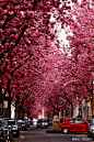 贝多芬的故居——波恩Bonn，有如此美妙的樱花在盛放
