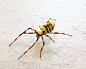 Embroidery spider（ Nephila clavata） フェルト刺繍立体昆虫ブローチ・女郎蜘蛛 by PieniSieni