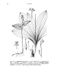 Illustration: Clintonia udensis