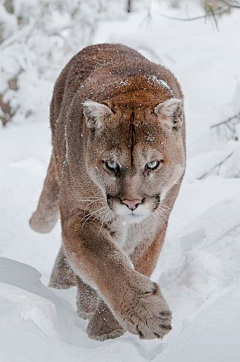 ヨルムンガンド采集到動物王朝