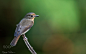 Flycatcher by Nagaraj Chindanur on 500px